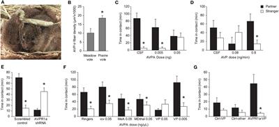 Vasopressinergic Neurocircuitry Regulating Social Attachment in a Monogamous Species